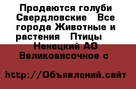 Продаются голуби Свердловские - Все города Животные и растения » Птицы   . Ненецкий АО,Великовисочное с.